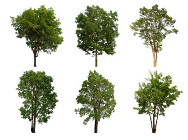 İzole edilmiş yeşil ağaç kümesi beyaz bir arkaplanda yer almaktadır. İzole edilmiş yeşil ağaç kümesi beyaz zemin üzerinde tropikal ağaçta toplanmaktadır.