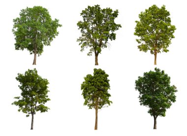 İzole edilmiş yeşil ağaç kümesi beyaz bir arkaplanda yer almaktadır. İzole edilmiş yeşil ağaç kümesi beyaz zemin üzerinde tropikal ağaçta toplanmaktadır.