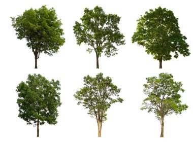 İzole edilmiş yeşil ağaç kümesi beyaz bir arkaplanda yer almaktadır. İzole edilmiş yeşil ağaç kümesi beyaz zemin üzerinde tropikal ağaçta toplanmaktadır.