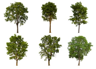 İzole edilmiş yeşil ağaç kümesi beyaz bir arkaplanda yer almaktadır. İzole edilmiş yeşil ağaç kümesi beyaz zemin üzerinde tropikal ağaçta toplanmaktadır.