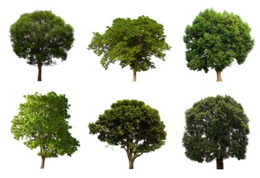 İzole edilmiş yeşil ağaç kümesi beyaz bir arkaplanda yer almaktadır. İzole edilmiş yeşil ağaç kümesi beyaz zemin üzerinde tropikal ağaçta toplanmaktadır.