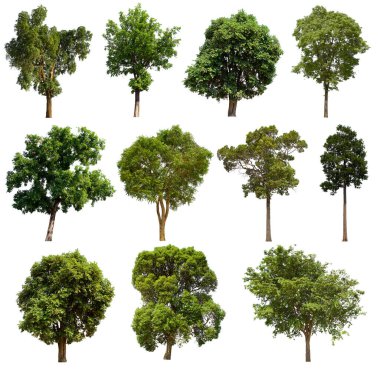 İzole edilmiş yeşil ağaç kümesi beyaz bir arkaplanda yer almaktadır. İzole edilmiş yeşil ağaç kümesi beyaz zemin üzerinde tropikal ağaçta toplanmaktadır.