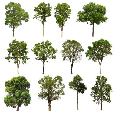 İzole edilmiş yeşil ağaç kümesi beyaz bir arkaplanda yer almaktadır. İzole edilmiş yeşil ağaç kümesi beyaz zemin üzerinde tropikal ağaçta toplanmaktadır.