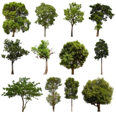 İzole edilmiş yeşil ağaç kümesi beyaz bir arkaplanda yer almaktadır. İzole edilmiş yeşil ağaç kümesi beyaz zemin üzerinde tropikal ağaçta toplanmaktadır.