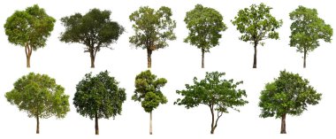 İzole edilmiş yeşil ağaç kümesi beyaz bir arkaplanda yer almaktadır. İzole edilmiş yeşil ağaç kümesi beyaz zemin üzerinde tropikal ağaçta toplanmaktadır.