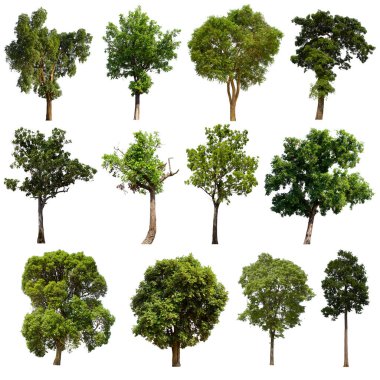 İzole edilmiş yeşil ağaç kümesi beyaz bir arkaplanda yer almaktadır. İzole edilmiş yeşil ağaç kümesi beyaz zemin üzerinde tropikal ağaçta toplanmaktadır.