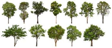 İzole edilmiş yeşil ağaç kümesi beyaz bir arkaplanda yer almaktadır. İzole edilmiş yeşil ağaç kümesi beyaz zemin üzerinde tropikal ağaçta toplanmaktadır.