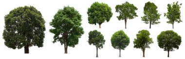 isolated tree green set is located on a white background.Collection of isolated tree green on white background Tropical tree clipart