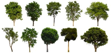 İzole edilmiş yeşil ağaç kümesi beyaz bir arkaplanda yer almaktadır. İzole edilmiş yeşil ağaç kümesi beyaz zemin üzerinde tropikal ağaçta toplanmaktadır.