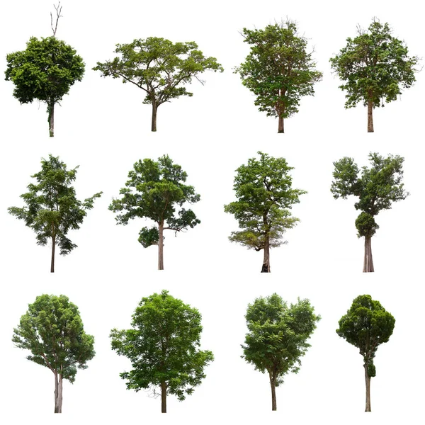 Isolated Tree Green Set Located White Background Collection Isolated Tree — Stock Photo, Image