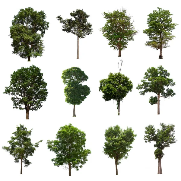 İzole edilmiş yeşil ağaç kümesi beyaz bir arkaplanda yer almaktadır. İzole edilmiş yeşil ağaç kümesi beyaz zemin üzerinde tropikal ağaçta toplanmaktadır.
