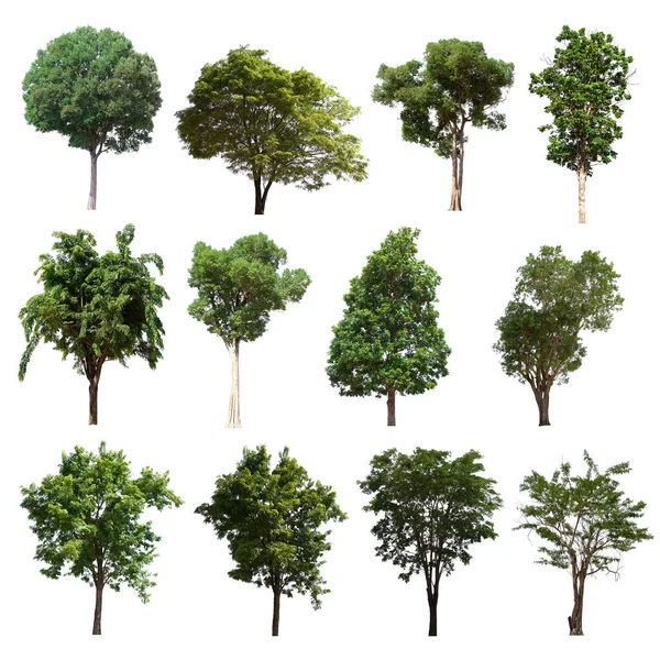 İzole edilmiş yeşil ağaç kümesi beyaz bir arkaplanda yer almaktadır. İzole edilmiş yeşil ağaç kümesi beyaz zemin üzerinde tropikal ağaçta toplanmaktadır.