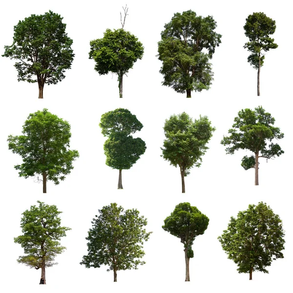 İzole edilmiş yeşil ağaç kümesi beyaz bir arkaplanda yer almaktadır. İzole edilmiş yeşil ağaç kümesi beyaz zemin üzerinde tropikal ağaçta toplanmaktadır.