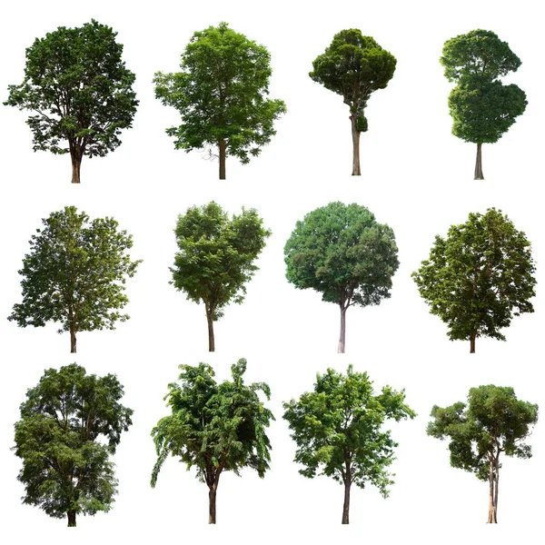 İzole edilmiş yeşil ağaç kümesi beyaz bir arkaplanda yer almaktadır. İzole edilmiş yeşil ağaç kümesi beyaz zemin üzerinde tropikal ağaçta toplanmaktadır.