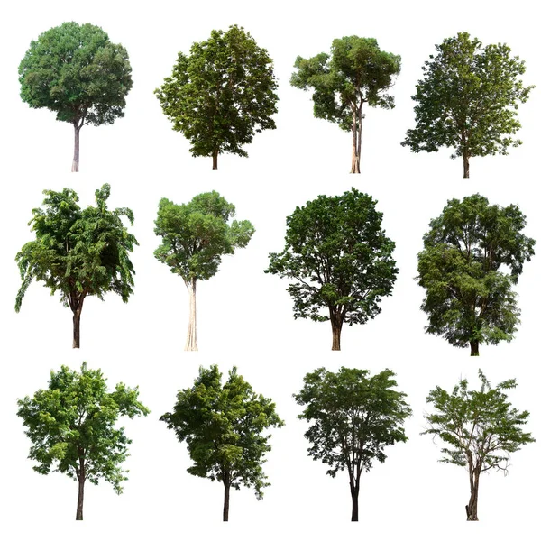 Isolado Árvore Verde Conjunto Está Localizado Fundo Branco Coleção Árvore — Fotografia de Stock