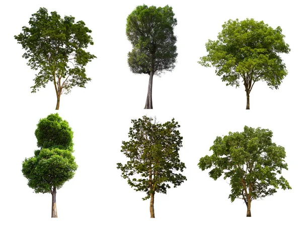 İzole edilmiş yeşil ağaç kümesi beyaz bir arkaplanda yer almaktadır. İzole edilmiş yeşil ağaç kümesi beyaz zemin üzerinde tropikal ağaçta toplanmaktadır.