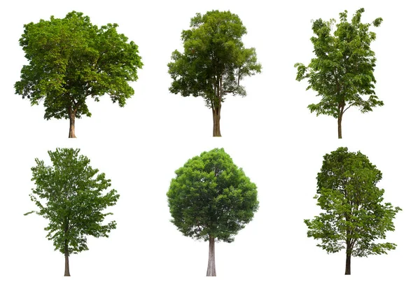 Isolierte Baum Grün Set Befindet Sich Auf Einem Weißen Hintergrund — Stockfoto