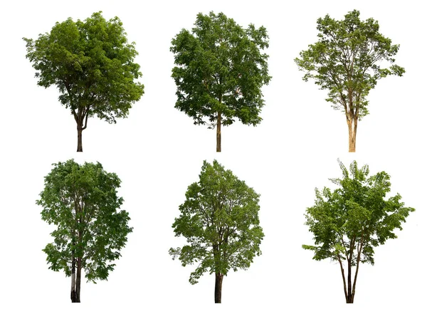 İzole edilmiş yeşil ağaç kümesi beyaz bir arkaplanda yer almaktadır. İzole edilmiş yeşil ağaç kümesi beyaz zemin üzerinde tropikal ağaçta toplanmaktadır.