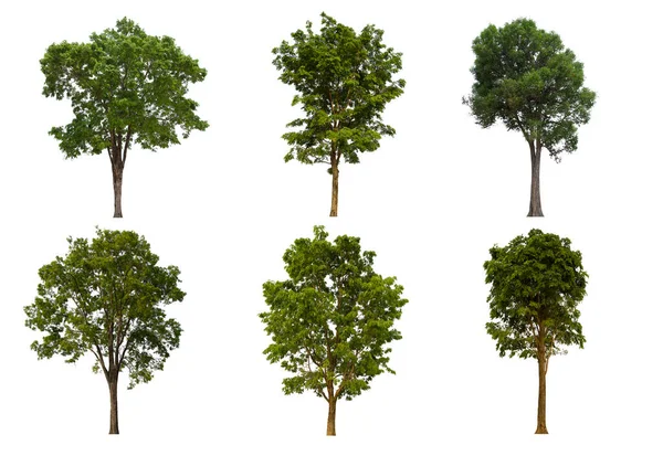 İzole edilmiş yeşil ağaç kümesi beyaz bir arkaplanda yer almaktadır. İzole edilmiş yeşil ağaç kümesi beyaz zemin üzerinde tropikal ağaçta toplanmaktadır.