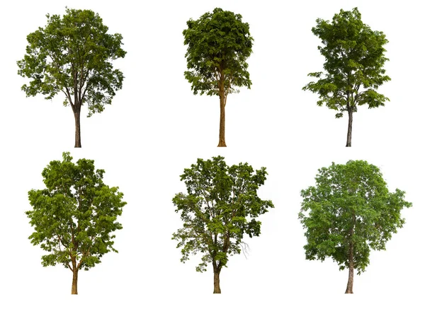 İzole edilmiş yeşil ağaç kümesi beyaz bir arkaplanda yer almaktadır. İzole edilmiş yeşil ağaç kümesi beyaz zemin üzerinde tropikal ağaçta toplanmaktadır.