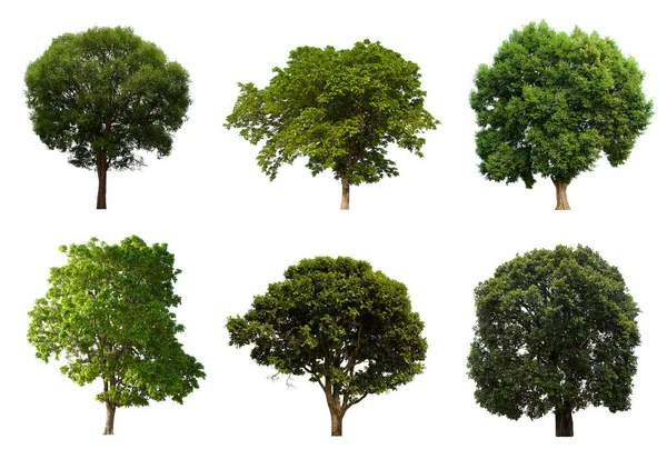 İzole edilmiş yeşil ağaç kümesi beyaz bir arkaplanda yer almaktadır. İzole edilmiş yeşil ağaç kümesi beyaz zemin üzerinde tropikal ağaçta toplanmaktadır.
