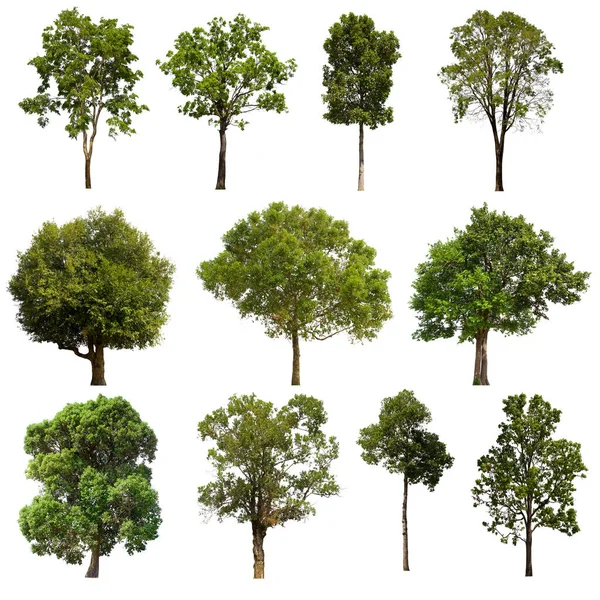isolated tree green set is located on a white background.Collection of isolated tree green on white background Tropical tree