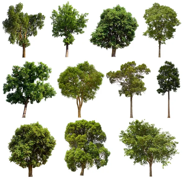 İzole edilmiş yeşil ağaç kümesi beyaz bir arkaplanda yer almaktadır. İzole edilmiş yeşil ağaç kümesi beyaz zemin üzerinde tropikal ağaçta toplanmaktadır.