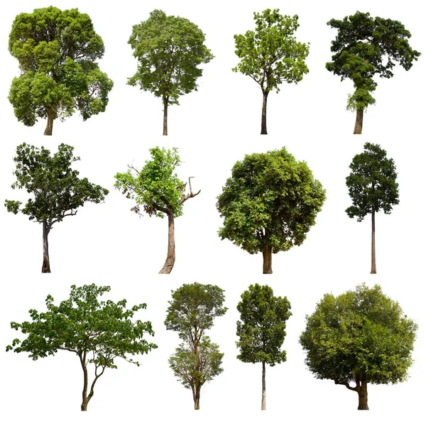 İzole edilmiş yeşil ağaç kümesi beyaz bir arkaplanda yer almaktadır. İzole edilmiş yeşil ağaç kümesi beyaz zemin üzerinde tropikal ağaçta toplanmaktadır.