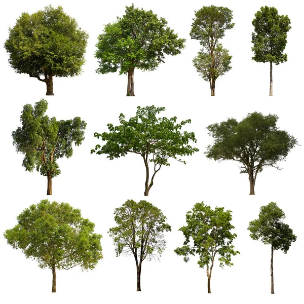 isolated tree green set is located on a white background.Collection of isolated tree green on white background Tropical tree