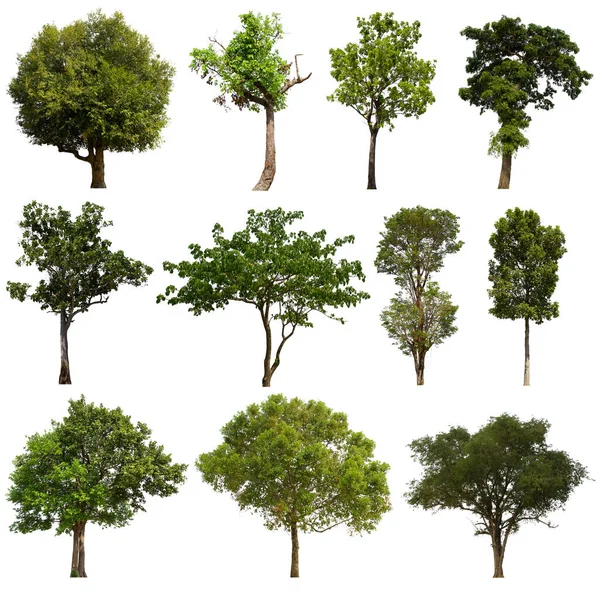 Isolated Tree Green Set Located White Background Collection Isolated Tree — Stock Photo, Image