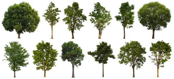 İzole edilmiş yeşil ağaç kümesi beyaz bir arkaplanda yer almaktadır. İzole edilmiş yeşil ağaç kümesi beyaz zemin üzerinde tropikal ağaçta toplanmaktadır.