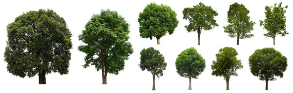 Зеленый Набор Изолированных Деревьев Расположен Белом Фоне — стоковое фото