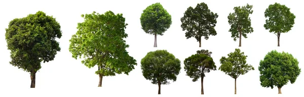 İzole edilmiş yeşil ağaç kümesi beyaz bir arkaplanda yer almaktadır. İzole edilmiş yeşil ağaç kümesi beyaz zemin üzerinde tropikal ağaçta toplanmaktadır.
