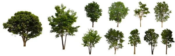 Set Pohon Hijau Terisolasi Terletak Background Collection Putih Pohon Yang — Stok Foto