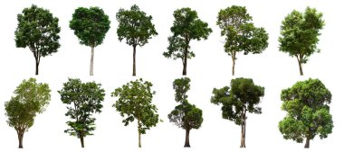 İzole edilmiş yeşil ağaç kümesi beyaz bir arkaplanda yer almaktadır. İzole edilmiş yeşil ağaç kümesi beyaz zemin üzerinde tropikal ağaçta toplanmaktadır.