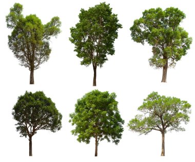 İzole edilmiş yeşil ağaç kümesi beyaz bir arkaplanda yer almaktadır. İzole edilmiş yeşil ağaç kümesi beyaz zemin üzerinde tropikal ağaçta toplanmaktadır.