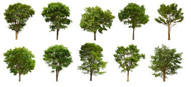 İzole edilmiş yeşil ağaç kümesi beyaz bir arkaplanda yer almaktadır. İzole edilmiş yeşil ağaç kümesi beyaz zemin üzerinde tropikal ağaçta toplanmaktadır.