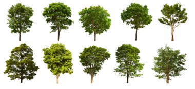 İzole edilmiş yeşil ağaç kümesi beyaz bir arkaplanda yer almaktadır. İzole edilmiş yeşil ağaç kümesi beyaz zemin üzerinde tropikal ağaçta toplanmaktadır.