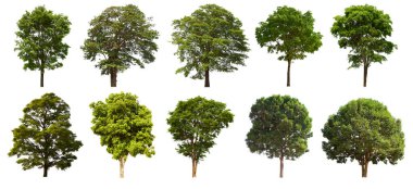 İzole edilmiş yeşil ağaç kümesi beyaz bir arkaplanda yer almaktadır. İzole edilmiş yeşil ağaç kümesi beyaz zemin üzerinde tropikal ağaçta toplanmaktadır.