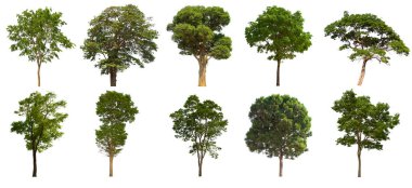 İzole edilmiş yeşil ağaç kümesi beyaz bir arkaplanda yer almaktadır. İzole edilmiş yeşil ağaç kümesi beyaz zemin üzerinde tropikal ağaçta toplanmaktadır.