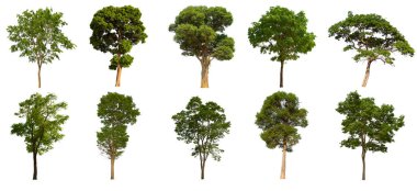 İzole edilmiş yeşil ağaç kümesi beyaz bir arkaplanda yer almaktadır. İzole edilmiş yeşil ağaç kümesi beyaz zemin üzerinde tropikal ağaçta toplanmaktadır.