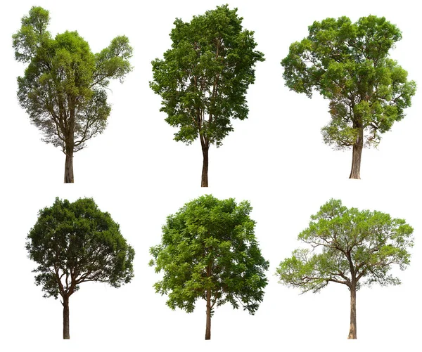 İzole edilmiş yeşil ağaç kümesi beyaz bir arkaplanda yer almaktadır. İzole edilmiş yeşil ağaç kümesi beyaz zemin üzerinde tropikal ağaçta toplanmaktadır.