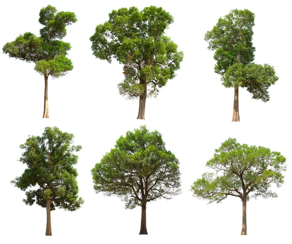 İzole edilmiş yeşil ağaç kümesi beyaz bir arkaplanda yer almaktadır. İzole edilmiş yeşil ağaç kümesi beyaz zemin üzerinde tropikal ağaçta toplanmaktadır.