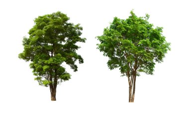 İzole edilmiş yeşil ağaç kümesi beyaz bir arkaplanda yer almaktadır. İzole edilmiş yeşil ağaç kümesi beyaz zemin üzerinde tropikal ağaçta toplanmaktadır.