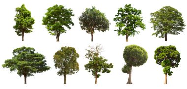 İzole edilmiş yeşil ağaç kümesi beyaz bir arkaplanda yer almaktadır. İzole edilmiş yeşil ağaç kümesi beyaz zemin üzerinde tropikal ağaçta toplanmaktadır.