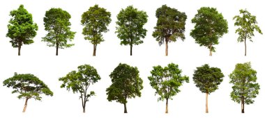 İzole edilmiş yeşil ağaç kümesi beyaz bir arkaplanda yer almaktadır. İzole edilmiş yeşil ağaç kümesi beyaz zemin üzerinde tropikal ağaçta toplanmaktadır.