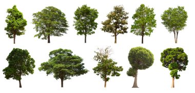 İzole edilmiş yeşil ağaç kümesi beyaz bir arkaplanda yer almaktadır. İzole edilmiş yeşil ağaç kümesi beyaz zemin üzerinde tropikal ağaçta toplanmaktadır.