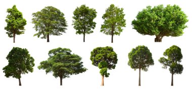 İzole edilmiş yeşil ağaç kümesi beyaz bir arkaplanda yer almaktadır. İzole edilmiş yeşil ağaç kümesi beyaz zemin üzerinde tropikal ağaçta toplanmaktadır.