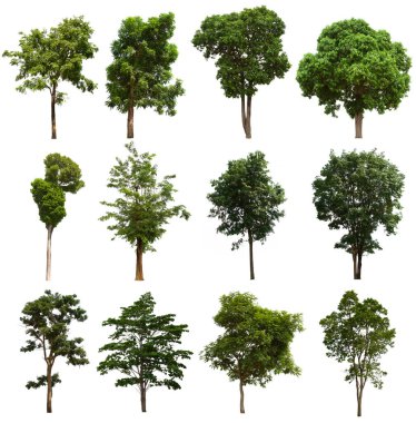 İzole edilmiş yeşil ağaç kümesi beyaz bir arkaplanda yer almaktadır. İzole edilmiş yeşil ağaç kümesi beyaz zemin üzerinde tropikal ağaçta toplanmaktadır.