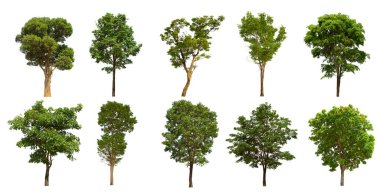 İzole edilmiş yeşil ağaç kümesi beyaz bir arkaplanda yer almaktadır. İzole edilmiş yeşil ağaç kümesi beyaz zemin üzerinde tropikal ağaçta toplanmaktadır.